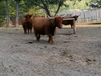 Cow, Highland — photo 2