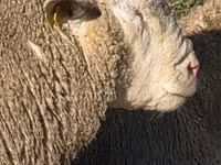 Ovan, Ile-de-France sheep — fotografija 2