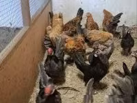 Chickens — zdjęcie 3