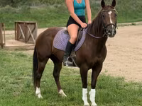 Kobila, Quarter Horse — fotografija 4