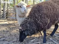 Oveja, Merino sheep — foto 3