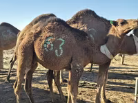 Deva, Arvana camel — fotografija 2