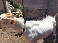 Kozioł, Saanen goat — zdjęcie 5