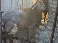 Baran, Arashan sheep — zdjęcie 3