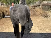 Kobila, Lipizzaner — fotografija 3