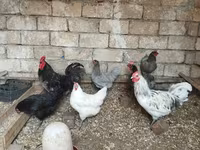 Australorp — photo 2