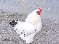 Chickens — foto 3