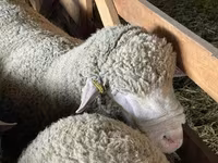 Carnero, Ile-de-France sheep — foto 3