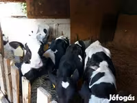 Bik, Russian Black pied cattle — fotografija 1