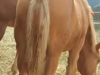 Égua, Cavalos — foto 1