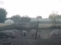 मादा सूअर, सूअर — फ़ोटो 3