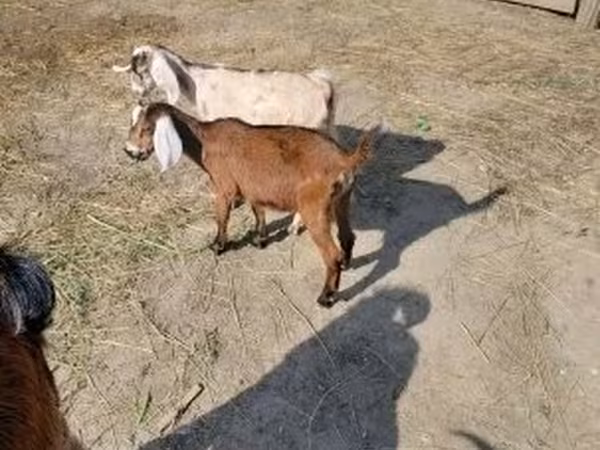 Cabra, Nubian Goat — Hungria