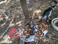 Japanese Bantam — photo 1