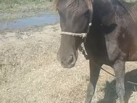 Kobila, Azerbaijan horse — fotografija 5