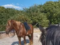 公马, Horses — 照片 6