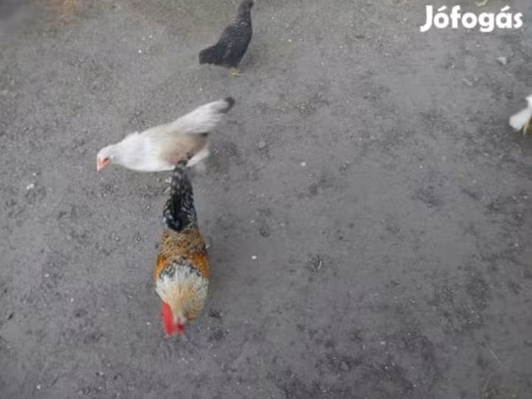 ياباني بانتام