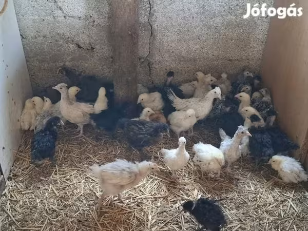 Chickens