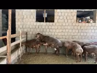 Ovan, Hissar sheep — fotografija 2