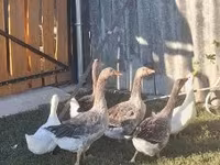 Geese — fotografija 2