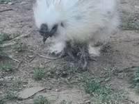Sedosa — foto 4