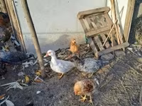 Ducks — fotografija 2