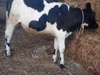 Bull, Russian Black pied cattle — photo 5