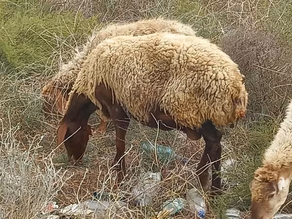 Brebis, Moutons