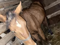 Égua, Cavalos — foto 2