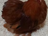 Pekin-Zwerg — Foto 1