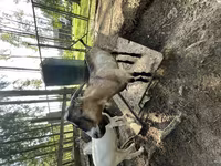 Jarac, LaMancha goats — fotografija 1