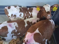 Taureau, Simmental cattle — photo 1