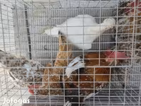 Japanski bantam — fotografija 2