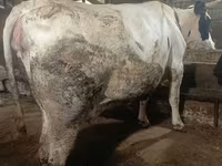 Cow, Simmental cattle — photo 3