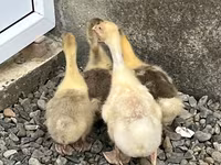 Geese — fotografija 1