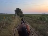 Kobyła, Konie — zdjęcie 1