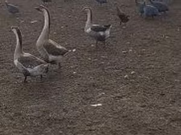 Geese