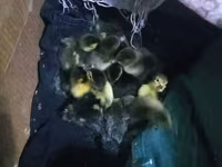 Ducks — fotografija 1