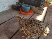 Quails — फ़ोटो 3