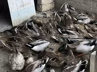 Ducks — fotografija 8