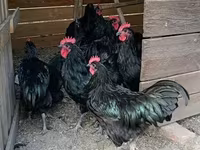Gallo de pelea de fosa australiano — foto 1