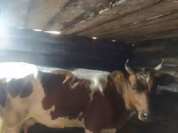 母牛, Hereford — 照片 4