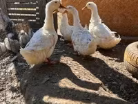 Ducks — zdjęcie 2