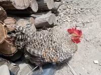 Chickens — 写真 7