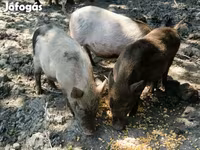 公猪, Вьетнамская вислобрюхая — 照片 2