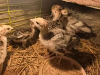 Turkeys — foto 5