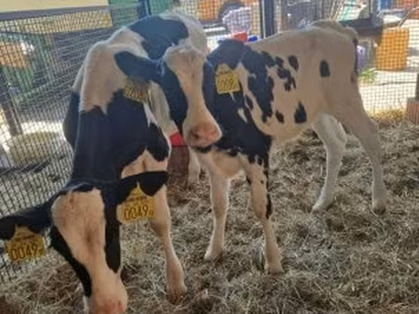 母牛, Holstein breed