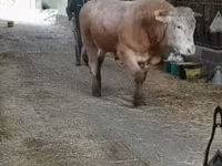 Bik, Blonde d’Aquitane cattle — fotografija 1