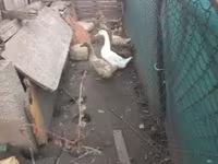 Geese — Foto 2