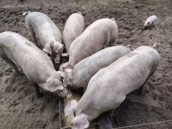 Świnie (partia, płeć nieokreślona), Świnie — Węgry