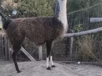 母骆驼, Camels — 照片 2